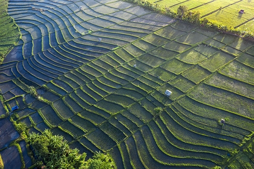 Bali-drone-rice-field-above16
